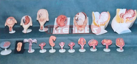 HUMAN PREGNANCY SERIES MODEL ( 18 PCS / SET)